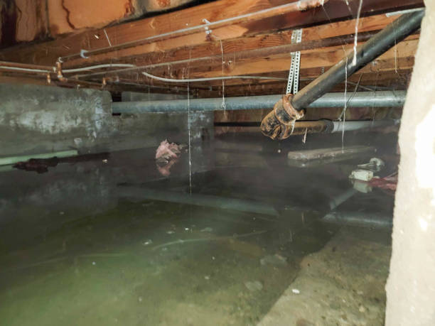 Best Water damage cleanup near me  in Harvest, AL